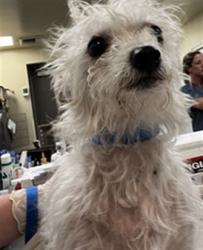 Shelter Stray Female Dog last seen Near BLOCK E FLORIDA AVE, HEMET CA 92543, 581 S Grand Ave, San Jacinto, CA 92582, USA