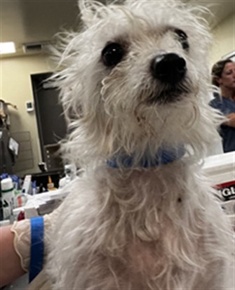 Shelter Stray Female Dog last seen Near BLOCK E FLORIDA AVE, HEMET CA 92543, 581 S Grand Ave, San Jacinto, CA 92582, USA