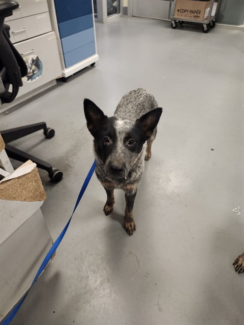 Shelter Stray Female Dog last seen STANFORD ST/STETSON AVE HEMET CA 92544, 581 S Grand Ave, San Jacinto, CA 92582, USA