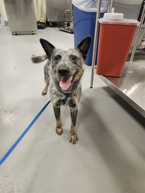 Shelter Stray Male Dog last seen STANFORD ST/STETSON AVE HEMET CA 92544, 581 S Grand Ave, San Jacinto, CA 92582, USA