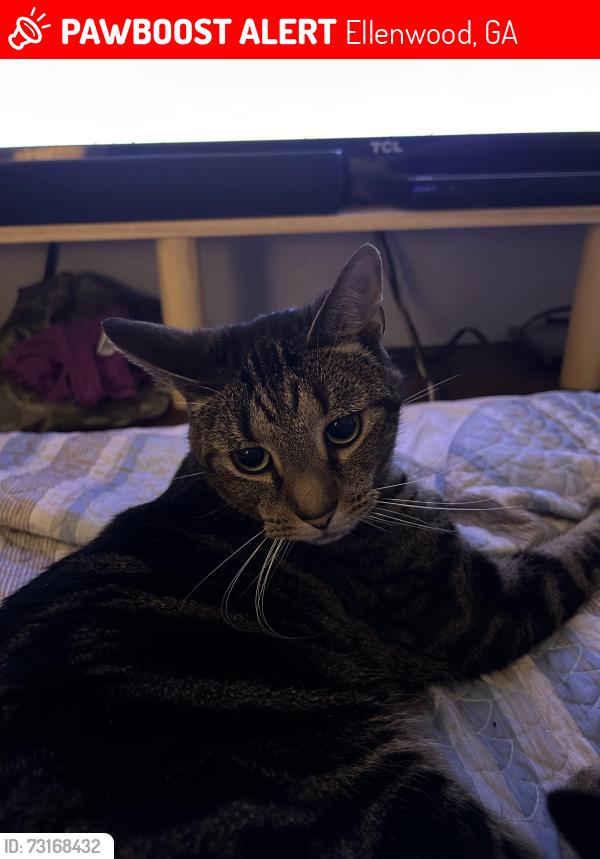 Lost Male Cat last seen Hill ln., Ellenwood, GA 30294