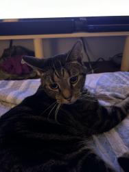 Lost Male Cat last seen Hill ln., Ellenwood, GA 30294