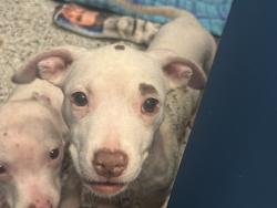 Shelter Stray Male Dog last seen FERRY ST/ST AUBIN ST DETROIT MI 48211, 7401 Chrysler Dr, Detroit, MI 48211, USA