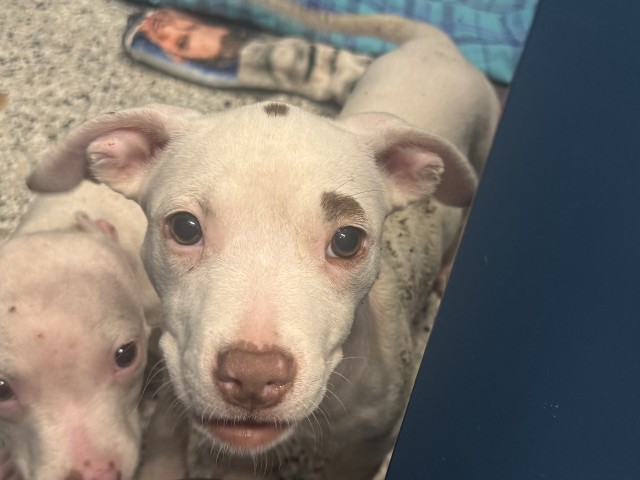 Shelter Stray Male Dog last seen FERRY ST/ST AUBIN ST DETROIT MI 48211, 7401 Chrysler Dr, Detroit, MI 48211, USA