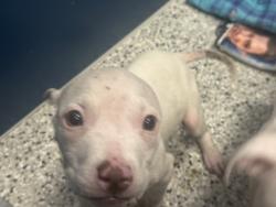 Shelter Stray Male Dog last seen FERRY ST/ST AUBIN ST DETROIT MI 48211, 7401 Chrysler Dr, Detroit, MI 48211, USA