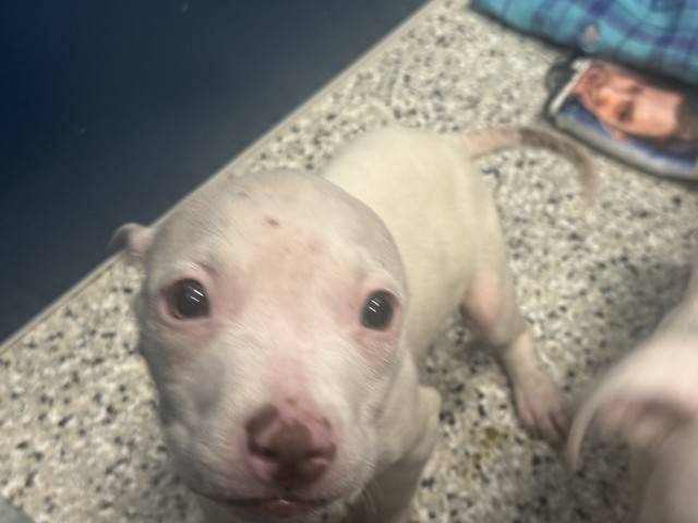 Shelter Stray Male Dog last seen FERRY ST/ST AUBIN ST DETROIT MI 48211, 7401 Chrysler Dr, Detroit, MI 48211, USA