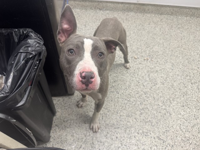 Shelter Stray Male Dog last seen Near BLOCK CEDARGROVE 48205, 7401 Chrysler Dr, Detroit, MI 48211, USA