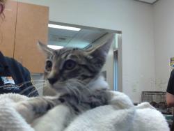 Shelter Stray Unknown Cat last seen CODY WAY/ WATT AVE, 95864, 3839 Bradshaw Rd, Sacramento, CA 95827, USA