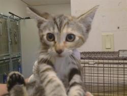 Shelter Stray Female Cat last seen KARA DR/VIVIAN CT, 95828, 3839 Bradshaw Rd, Sacramento, CA 95827, USA