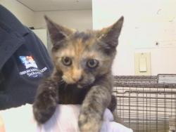 Shelter Stray Female Cat last seen KARA DR/VIVIAN CT, 95828, 3839 Bradshaw Rd, Sacramento, CA 95827, USA