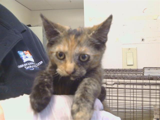 Shelter Stray Female Cat last seen KARA DR/VIVIAN CT, 95828, 3839 Bradshaw Rd, Sacramento, CA 95827, USA