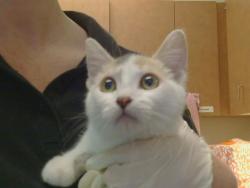 Shelter Stray Female Cat last seen ELK GROVE FLORIN RD/CASELMAN RD, 95829, 3839 Bradshaw Rd, Sacramento, CA 95827, USA