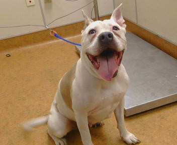 Shelter Stray Female Dog last seen HILLSDALE DR/MADISON AVE,95842, 3839 Bradshaw Rd, Sacramento, CA 95827, USA