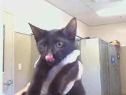Shelter Stray Female Cat last seen KINGS WAY/WATT AVE, 95821, 3839 Bradshaw Rd, Sacramento, CA 95827, USA