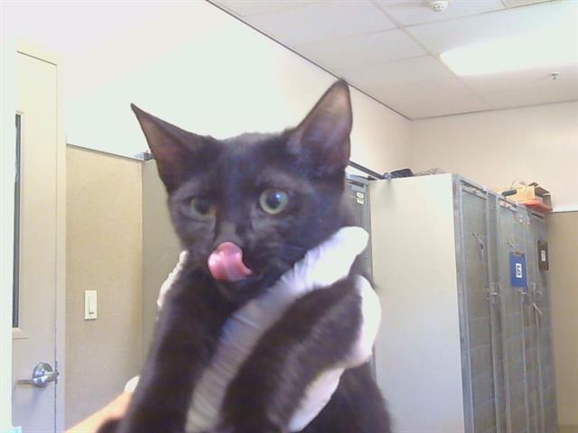 Shelter Stray Female Cat last seen KINGS WAY/WATT AVE, 95821, 3839 Bradshaw Rd, Sacramento, CA 95827, USA