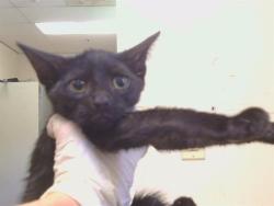 Shelter Stray Male Cat last seen KINGS WAY/WATT AVE, 95821, 3839 Bradshaw Rd, Sacramento, CA 95827, USA