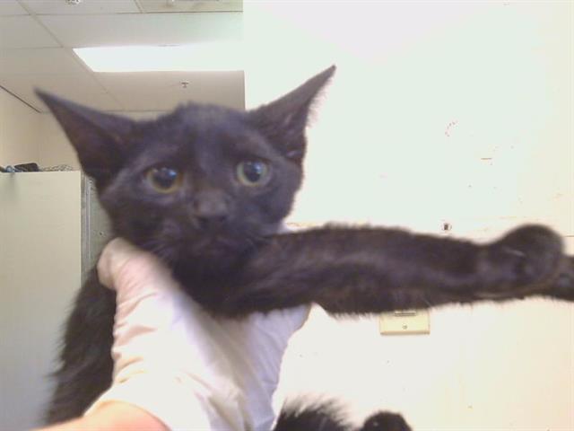 Shelter Stray Male Cat last seen KINGS WAY/WATT AVE, 95821, 3839 Bradshaw Rd, Sacramento, CA 95827, USA