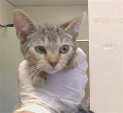 Shelter Stray Female Cat last seen KINGS WAY/WATT AVE, 95821, 3839 Bradshaw Rd, Sacramento, CA 95827, USA