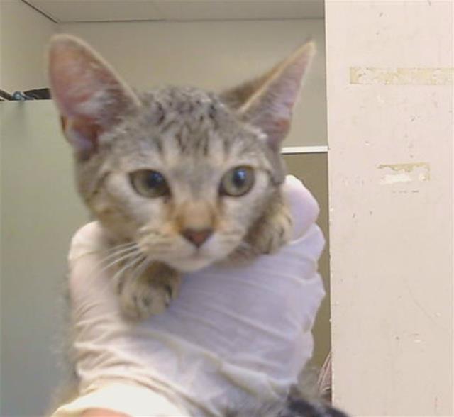 Shelter Stray Female Cat last seen KINGS WAY/WATT AVE, 95821, 3839 Bradshaw Rd, Sacramento, CA 95827, USA