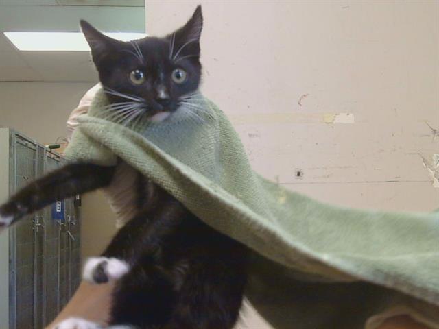 Shelter Stray Male Cat last seen COLLEGE OAK DR/MYRLE AVE, 95841, 3839 Bradshaw Rd, Sacramento, CA 95827, USA