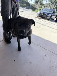 Shelter Stray Male Dog last seen Near BLOCK LA SALLE BLVD, MIRAMAR FL 33023, 2400 SW 42nd St, Fort Lauderdale, FL 33312, USA