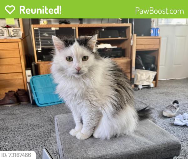 Reunited Female Cat last seen Saddle Ridge Rd, Lakeside, CA 92040