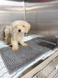 Shelter Stray Male Dog last seen Near BLOCK NW 16 PL, SUNRISE FL 33313, 2400 SW 42nd St, Fort Lauderdale, FL 33312, USA