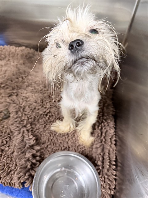 Shelter Stray Female Dog last seen Near BLOCK NW 16 PL, SUNRISE FL 33313, 2400 SW 42nd St, Fort Lauderdale, FL 33312, USA