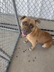 Shelter Stray Female Dog last seen Near BLOCK SPRINGFIELD AVE, BAKERSFIELD CA 93304, 3951 Fruitvale Ave, Bakersfield, CA 93308, USA