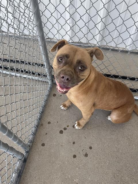 Shelter Stray Female Dog last seen Near BLOCK SPRINGFIELD AVE, BAKERSFIELD CA 93304, 3951 Fruitvale Ave, Bakersfield, CA 93308, USA