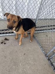 Shelter Stray Female Dog last seen Near BLOCK SPRINGFIELD AVE, BAKERSFIELD CA 93304, 3951 Fruitvale Ave, Bakersfield, CA 93308, USA