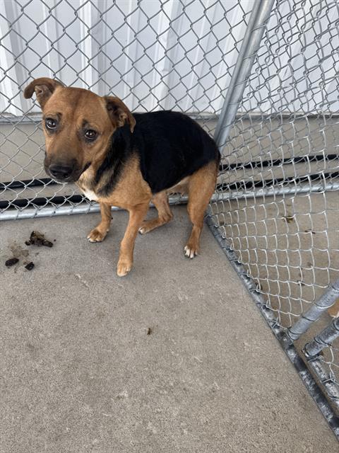 Shelter Stray Female Dog last seen Near BLOCK SPRINGFIELD AVE, BAKERSFIELD CA 93304, 3951 Fruitvale Ave, Bakersfield, CA 93308, USA