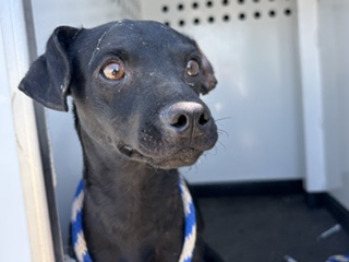 Shelter Stray Male Dog last seen Near BLOCK FABIAN ST, ARVIN CA 93203, 3951 Fruitvale Ave, Bakersfield, CA 93308, USA