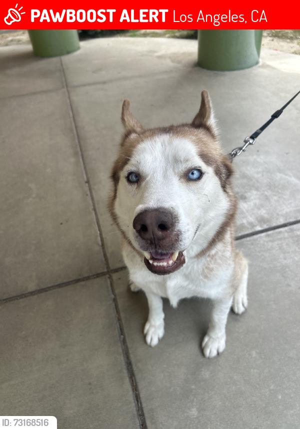 Lost Male Dog last seen Near Queen anne, Los Angeles, CA 90019