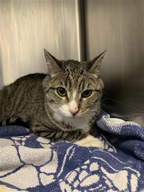 Shelter Stray Female Cat last seen Near BLOCK E KINGS CANYON RD, FRESNO CA 93727 3896, 5277 E Airways Blvd, Fresno, CA 93727, USA