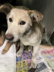 Shelter Stray Female Dog last seen , 1850 W 60th St, Los Angeles, CA 90047, USA