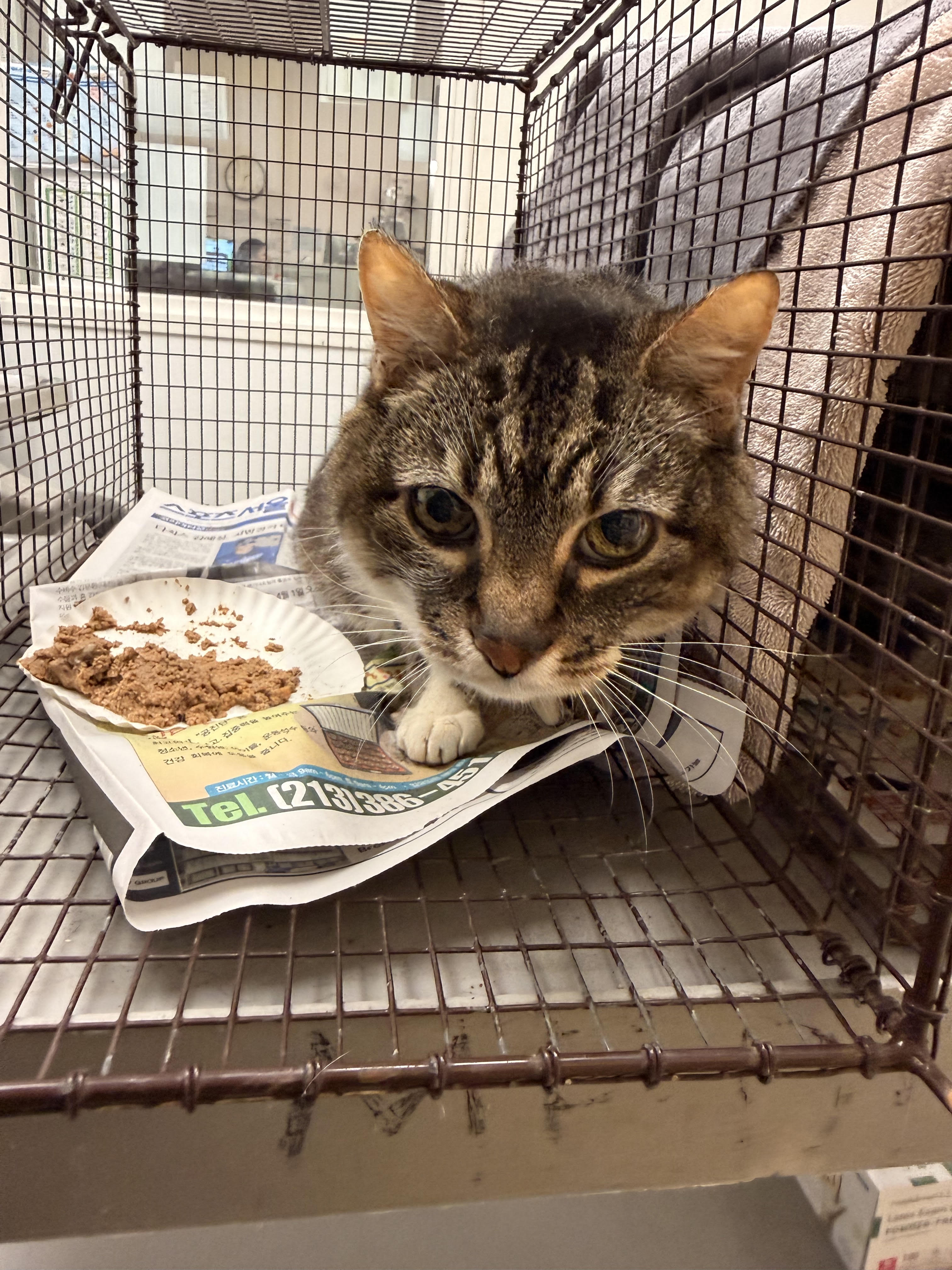 Shelter Stray Female Cat last seen , 1850 W 60th St, Los Angeles, CA 90047, USA