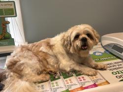 Reunited Male Dog last seen W Ellerslie Ave, Colonial Heights, VA 23834