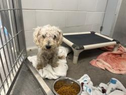Shelter Stray Male Dog last seen N 40TH ST (AZ ANIMAL WELLFARE LEAGUE), 5501 E Van Buren St, Phoenix, AZ 85008, USA