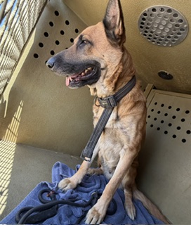 Shelter Stray Male Dog last seen , 31044 Charlie Canyon Rd, Castaic, CA 91384, USA