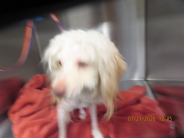 Shelter Stray Female Dog last seen RAY/PRICE, 5501 E Van Buren St, Phoenix, AZ 85008, USA