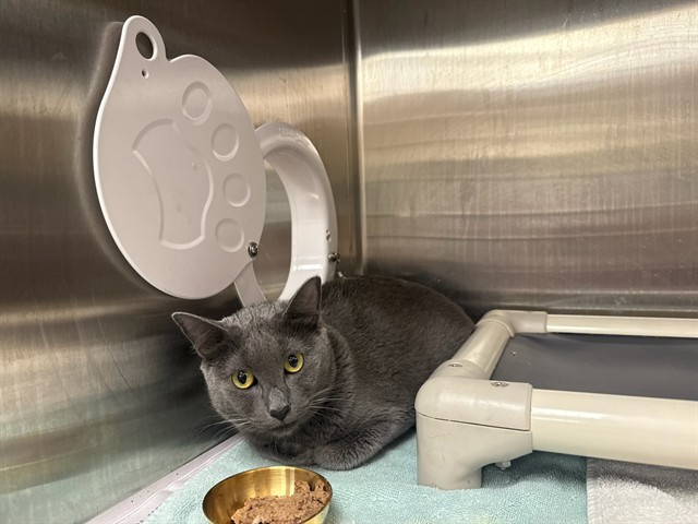 Shelter Stray Female Cat last seen W MOUNTAIN VIEW RD & N 28TH ST, 5501 E Van Buren St, Phoenix, AZ 85008, USA