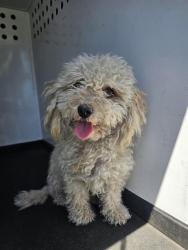 Shelter Stray Female Dog last seen Near BLK RIVER MIST AVE,BAKERSFIELD,CA, 201 S Mt Vernon Ave, Bakersfield, CA 93307, USA
