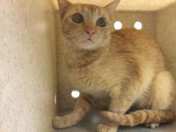 Shelter Stray Female Cat last seen Near BLOCK VAN BUREN BL, RIVERSIDE, 6851 Van Buren Boulevard, Jurupa Valley, CA 92509, USA