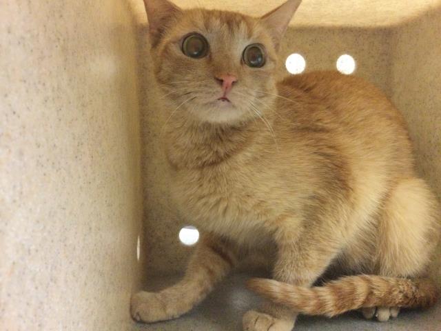 Shelter Stray Female Cat last seen Near BLOCK VAN BUREN BL, RIVERSIDE, 6851 Van Buren Boulevard, Jurupa Valley, CA 92509, USA