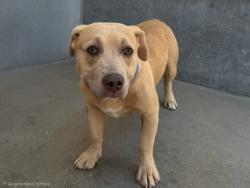 Shelter Stray Male Dog last seen , 14409 Vanowen St, Van Nuys, CA 91405, USA