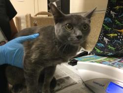 Shelter Stray Female Cat last seen Near BLOCK SAN REMO WAY, RIVERSIDE CA 92501, 6851 Van Buren Boulevard, Jurupa Valley, CA 92509, USA