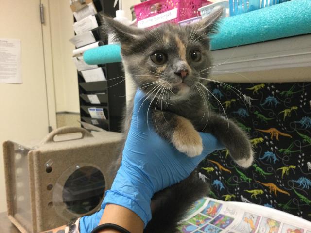 Shelter Stray Female Cat last seen Near BLOCK SAN REMO WAY, RIVERSIDE CA 92501, 6851 Van Buren Boulevard, Jurupa Valley, CA 92509, USA