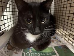 Shelter Stray Female Cat last seen , 14409 Vanowen St, Van Nuys, CA 91405, USA