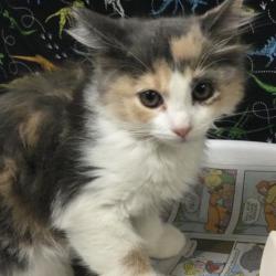 Shelter Stray Female Cat last seen Near BLOCK SAN REMO WAY, RIVERSIDE CA 92501, 6851 Van Buren Boulevard, Jurupa Valley, CA 92509, USA